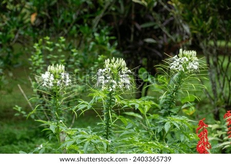 A picture of Cleome white queen. Cleome is a genus of flowering plants in the family Cleomaceae, commonly known as spider flowers, spider plants