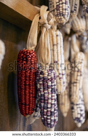 Ripe dried corn cobs hanging on the old wooden