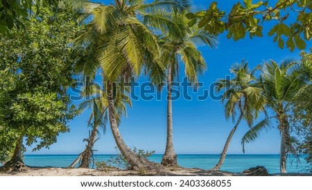 Palm trees with elegantly curved trunks grow on the beach. Sprawling green leaves against a blue sky background. A calm aquamarine ocean. Madagascar. Nosy Tanikeli Royalty-Free Stock Photo #2403368055