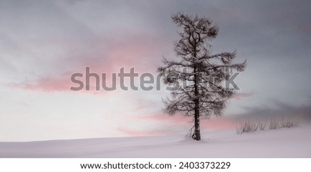 Single tree in the snow at sunrise, Hokkaido