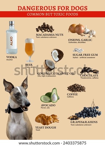 Table of Dangerous Foods for Dogs. Common foods are toxic to dogs. Hazardous substances in products. Royalty-Free Stock Photo #2403375875