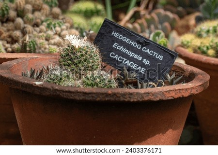 A picture of Echinocereus triglochidiatus is a species of hedgehog cactus known by several common names, including kingcup cactus, claretcup, and Mojave mound cactus Royalty-Free Stock Photo #2403376171