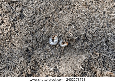 Redhead white earth worm in the soil