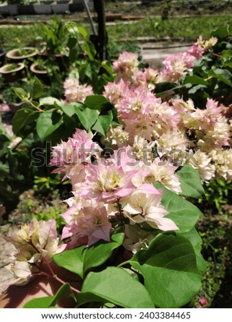 Beautiful Sanggul Fatimah Bougainvillea Flower Royalty-Free Stock Photo #2403384465
