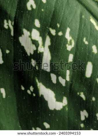 Picture of green colored aglaonema leaf with random white spot 