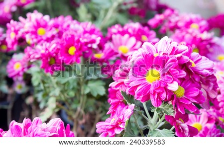 Chrysanthemum  purple flowers Many beautiful color.