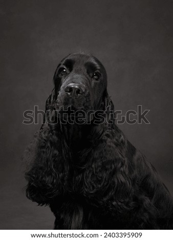 Regal black spaniel posing, studio backdrop. An elegant black dog looks off-camera, a portrait of grace