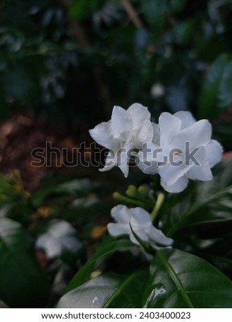 Crepe Jasmine from the road in Singapore near sunset