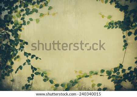 green leaf plant over grunge wall background- vintage effect style picture 