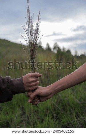 Two hands holding on to the grass. plants that grow in nature