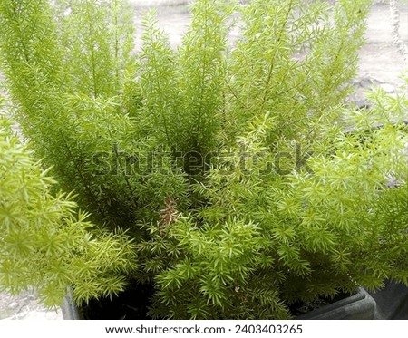 Very dense mini pine plants in one pot photographed in Indonesia, West Java, Cirebon on 20-12-2023 