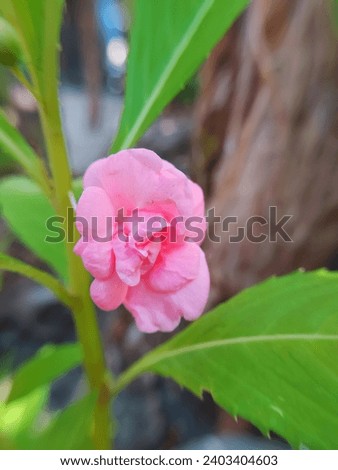 Impatiens balsamina L. Pink water henna plant.