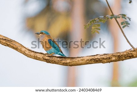beautiful bird photograph of Indian roller abyssinian racket tailed blue bellied lilac breasted purple winged indochinese jay little king cute avian life perched on tree branch portrait shot wallpaper