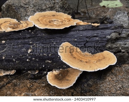 In the forest, a collection of pale yellow mushrooms adorns a weathered stump. With their flat, fan-like appearance, these mushrooms add a subtle touch of elegance to the woodland scenery.