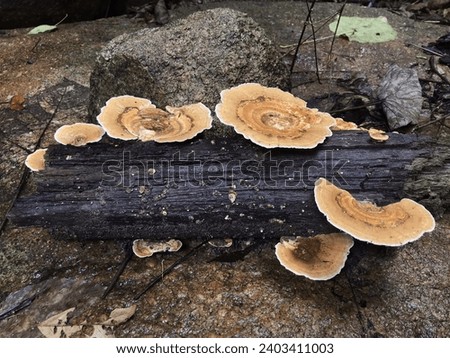 In the forest, a collection of pale yellow mushrooms adorns a weathered stump. With their flat, fan-like appearance, these mushrooms add a subtle touch of elegance to the woodland scenery.