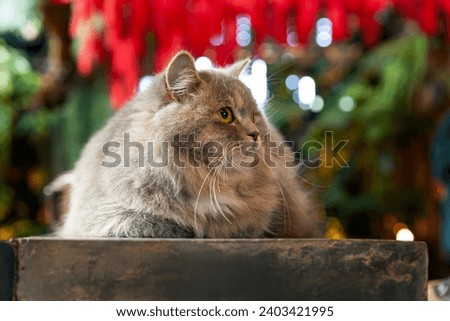 gray silver tabby british longhair cat sitting on black wooden table in fern garden in afternoon sunlight