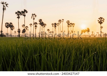 Morning light Rice plantation field with sugar palm tree golden sunrise morning scene nature landscape