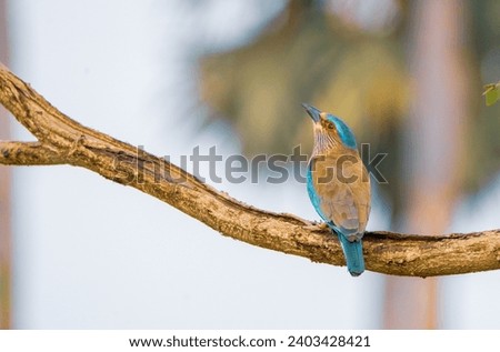 beautiful bird photograph of Indian roller abyssinian racket tailed blue bellied lilac breasted purple winged indochinese jay little king cute avian life perched on tree branch portrait shot wallpaper