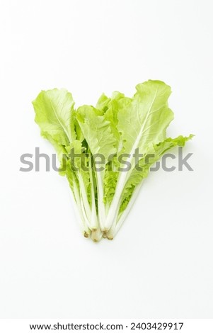 Shandong cabbage on a white background. Royalty-Free Stock Photo #2403429917