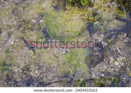 Bearded fireworms ( Hermodice carunculata) on coral reefs while searching for small invertebrate prey. Royalty-Free Stock Photo #2403433563
