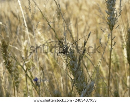 Spider pictured in a sunny field