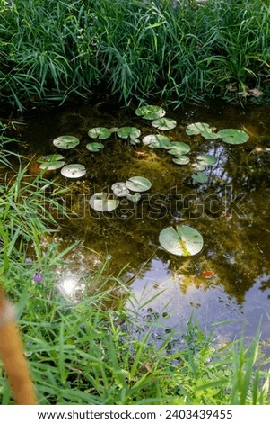 Ecosystem and wetland - creation of a pond with water lilies and surrounded by green plants