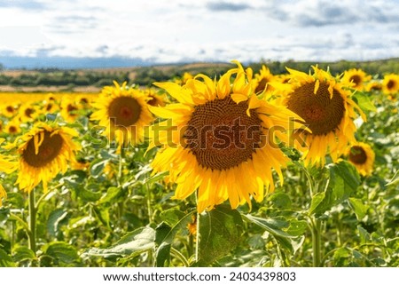 Lovely sunflowers in a wonderful panoramic view of the sunflower field in summer