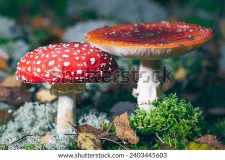 Mature Amanita Muscaria, Known as the Fly Agaric or Fly Amanita: Healing and Medicinal Mushroom with Red Cap Growing in Forest. Can Be Used for Micro Dosing, Spiritual Practices and Shaman Rituals Royalty-Free Stock Photo #2403445603