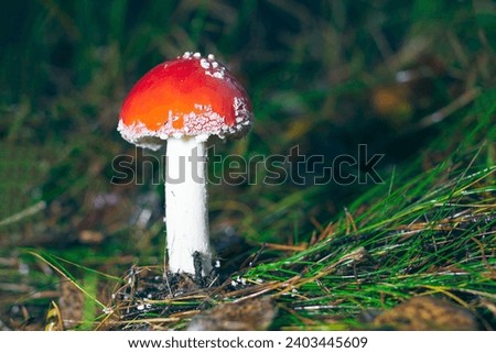 Young Amanita Muscaria, Known as the Fly Agaric or Fly Amanita: Healing and Medicinal Mushroom with Red Cap Growing in Forest. Can Be Used for Micro Dosing, Spiritual Practices and Shaman Rituals Royalty-Free Stock Photo #2403445609