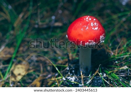 Young Amanita Muscaria, Known as the Fly Agaric or Fly Amanita: Healing and Medicinal Mushroom with Red Cap Growing in Forest. Can Be Used for Micro Dosing, Spiritual Practices and Shaman Rituals Royalty-Free Stock Photo #2403445613