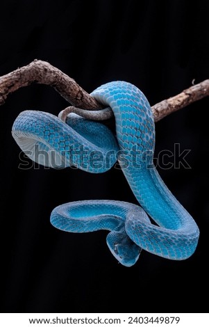 Blue insularis pit viper isolated on black background
 Royalty-Free Stock Photo #2403449879