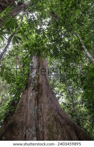 Giant tree trunk, Amazon rainforest, vertical format Royalty-Free Stock Photo #2403459895