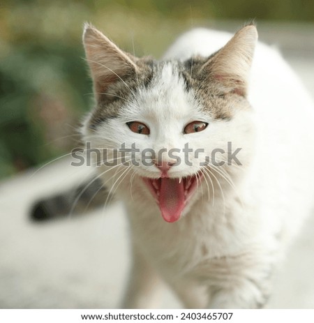 Sometimes cats seem to be laughing in pictures! But they are just yawning..