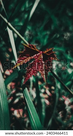 Vibrant autumn leaf with rich hues of red, orange, and gold