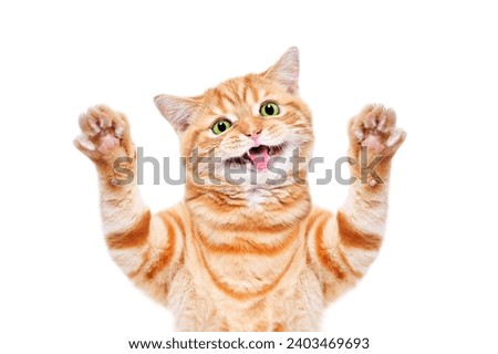 Portrait of a funny red kitten scottish straight with raised paws isolated on a white background Royalty-Free Stock Photo #2403469693