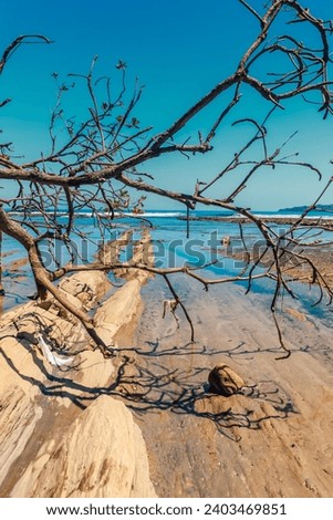 Tree Branch and Flat Coral Rock at Sawarna Beach on Clear Sky and High Wave, Banten Indonesia 
