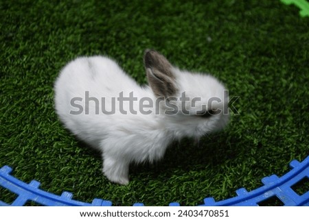 Baby bunny rabbits. Cute baby rabbits in the mini park 