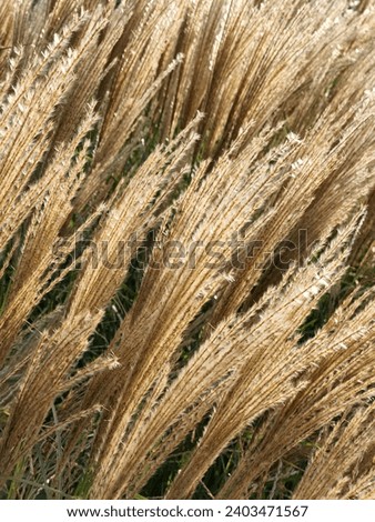 Landscape plant. Stems of a landscape plant. Floral background from the stems of a field plant