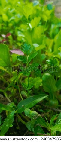 Picture of a green beautiful coriander leaf