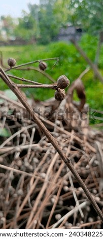 Pictures of some beautiful dry plants