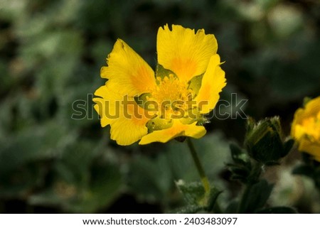 Close up of a flower of Potentilla megalantha Royalty-Free Stock Photo #2403483097