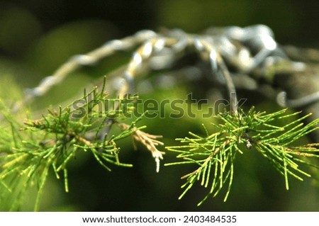 A photo of a branch of a plant with a focus makes the photo unique.