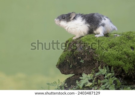 A Campbell panda hamster is hunting small insects on moss-covered rocks. This rodent mammal has the scientific name Phodopus campbelli.