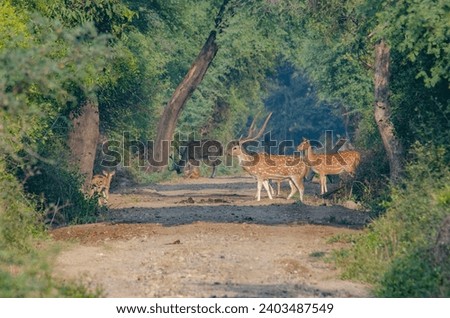beautiful nature with indian spotted dear walking in midst of the forest at keoaldeo national park bharatpur rajasthan  Royalty-Free Stock Photo #2403487549