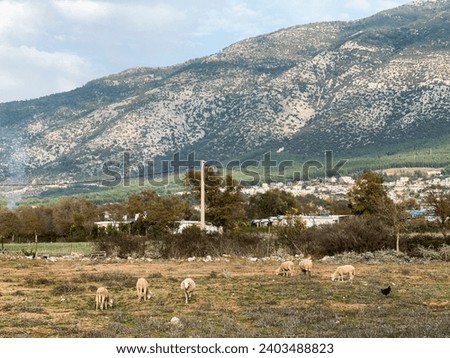 Herd of sheep grazing on the meadow against the background of the mountains