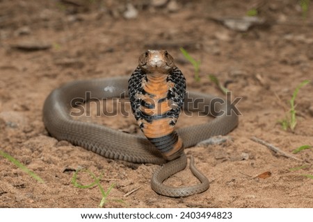 A venomous Mozambique Spitting Cobra (Naja mossambica) displaying its defensive hood