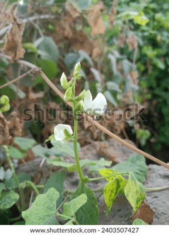 Beans Flower On White Greenplant Royalty-Free Stock Photo #2403507427
