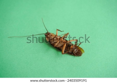 Cockroach isolated on green background.