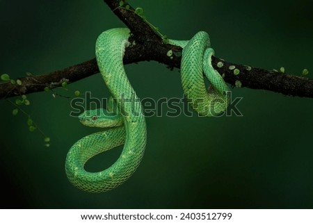 Bothriechis lateralis is a venomous pit viper species found in the mountains of Costa Rica and western Panama Royalty-Free Stock Photo #2403512799
