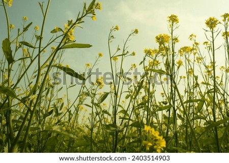 Beautiful Mustard flowers blossoms in the field with the blue sky background. Royalty-Free Stock Photo #2403514903
